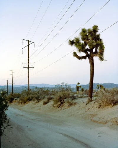 4x5 morning thumbnail