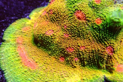 alien face thumbnail