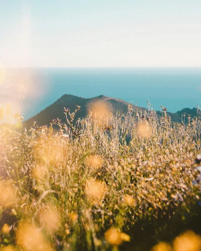 canary yellow thumbnail