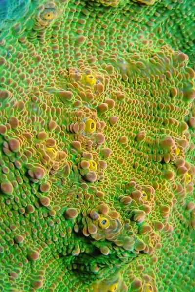 dragon's lily pad thumbnail