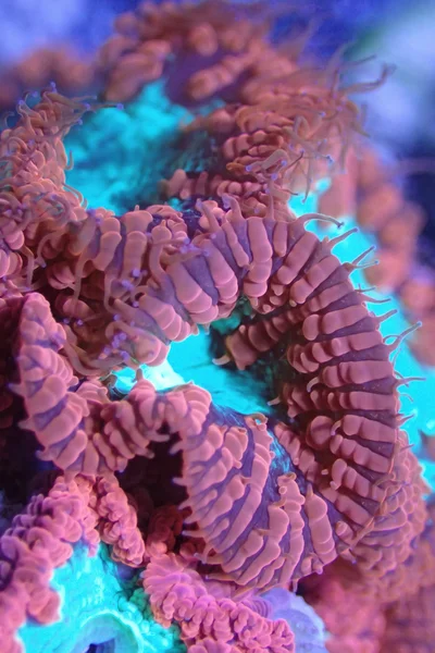 fluffy nasties thumbnail