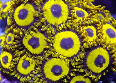 hornet eyes thumbnail