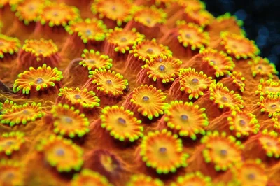 lava cakes thumbnail