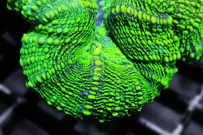 lovely lumps thumbnail