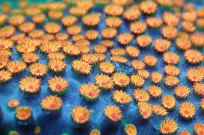 marigold garden thumbnail