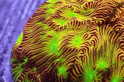 melted halloween thumbnail