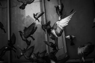 pigeon party 2 thumbnail