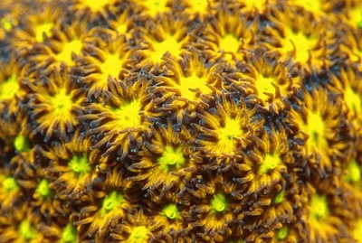 pineapple pasture thumbnail