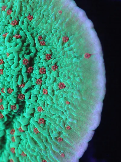 seasons greetings thumbnail