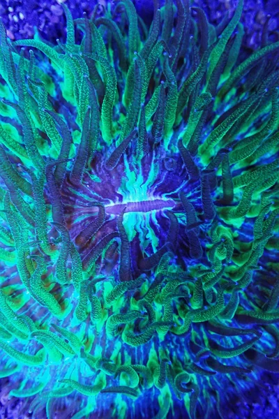 watchful eye thumbnail